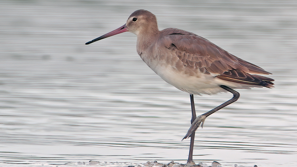 Black-tailed Godwit