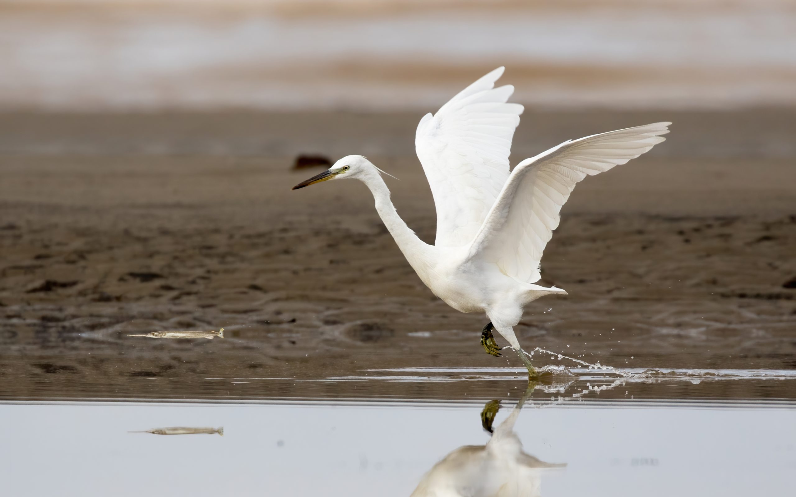 Chinese Egret by Dave Bakewell