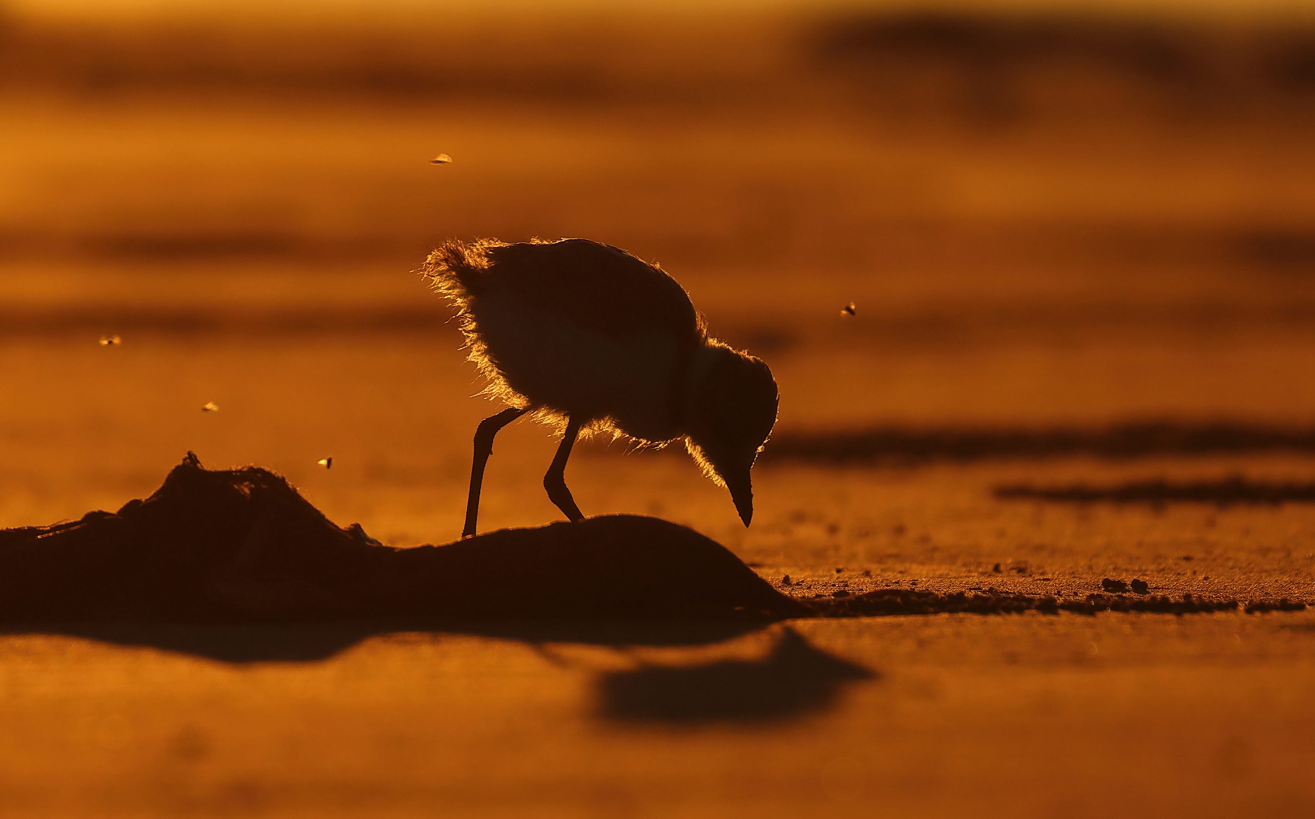 Malaysian Plover chick_Dave Bakewell_15 May 2023_Miri