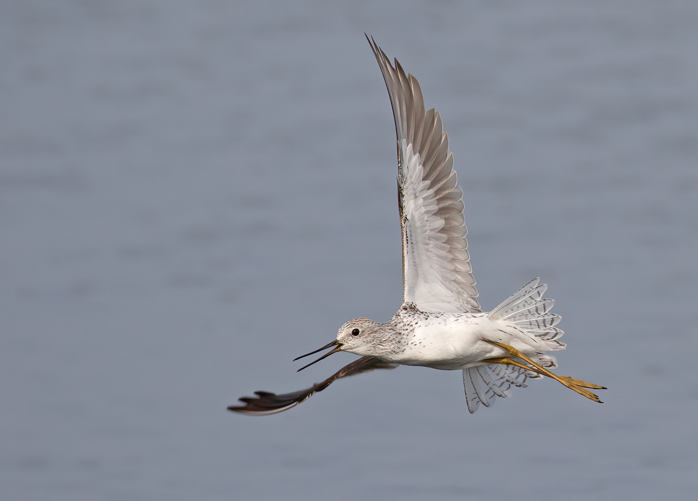 Marsh Sandpiper by Dave Bakewell