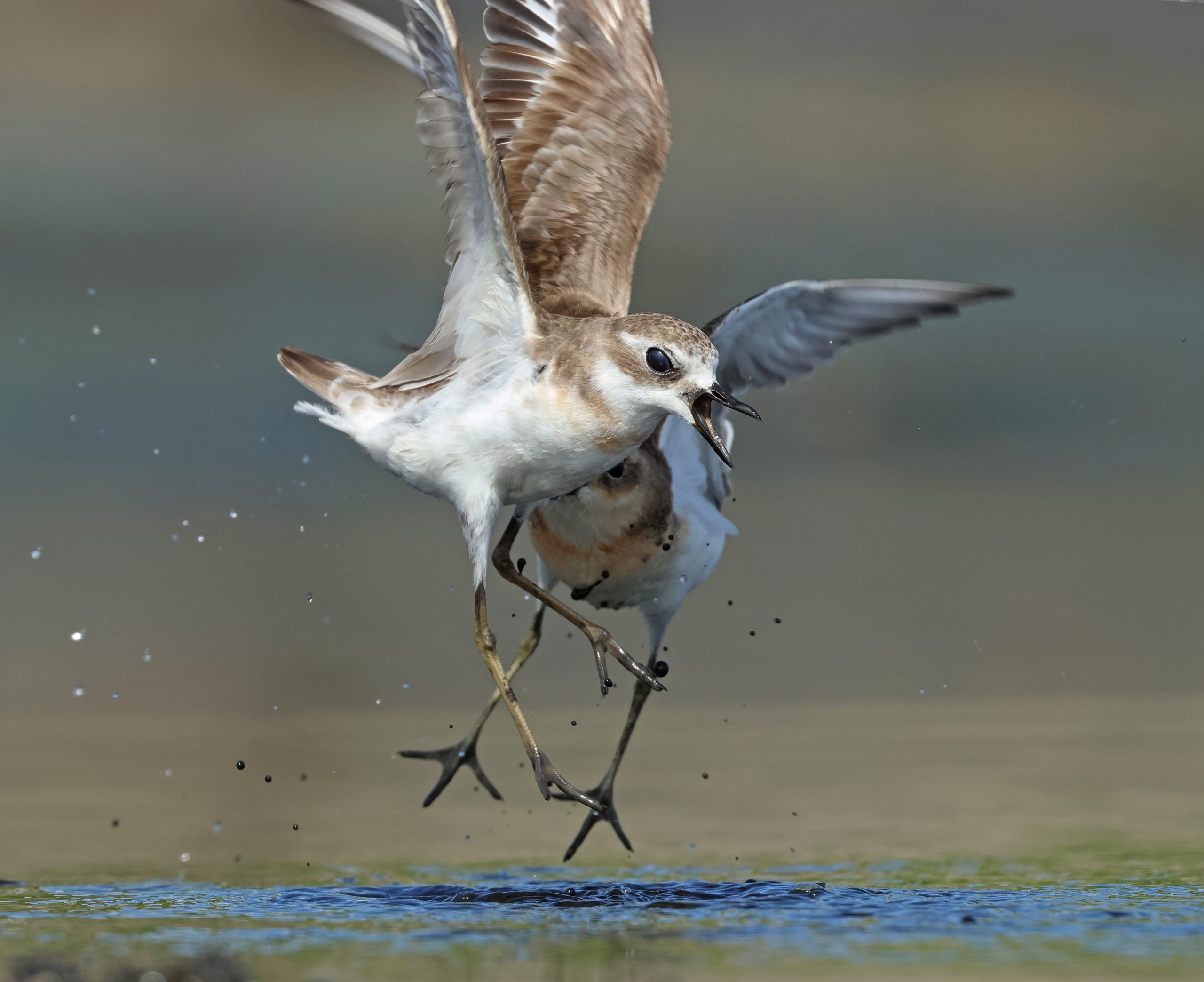Tibetan Sand Plover